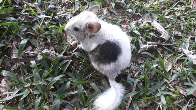 Chinchilas filhotes dóceis para estimação