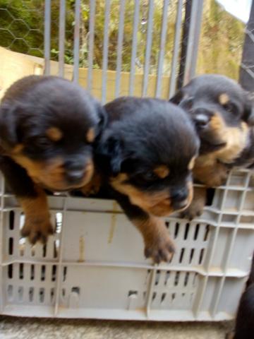 Cachorro rotivalle apurado