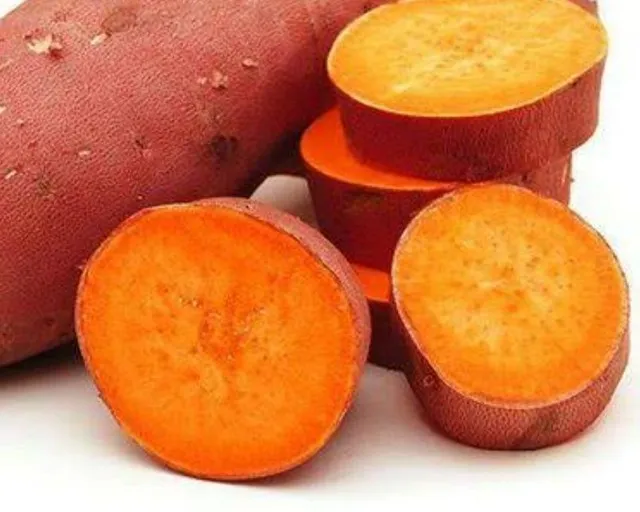 MUDAS DE BATATA DOCE LARANJA (BOUREGARD) CAIXA COM 06 MUDAS