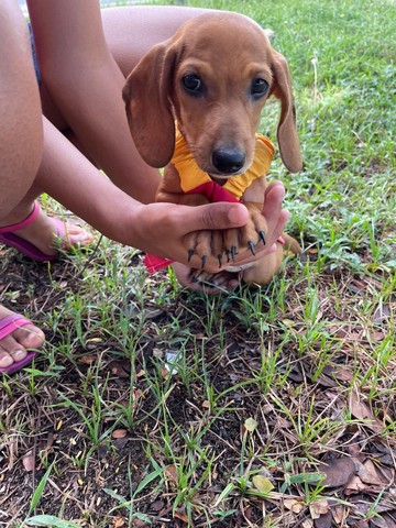 Cachorrinha basset filhote fêmea