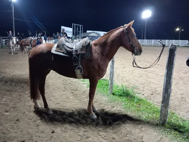 Cavalo alazão tostado de marcha picada - Cavalos e acessórios