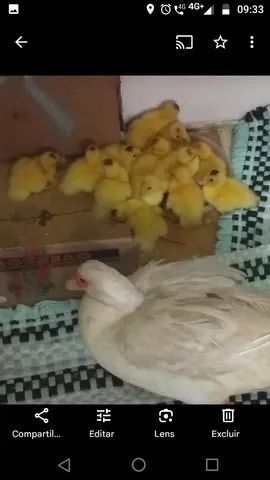 Vendo filhotes de pato ! - Foto 2