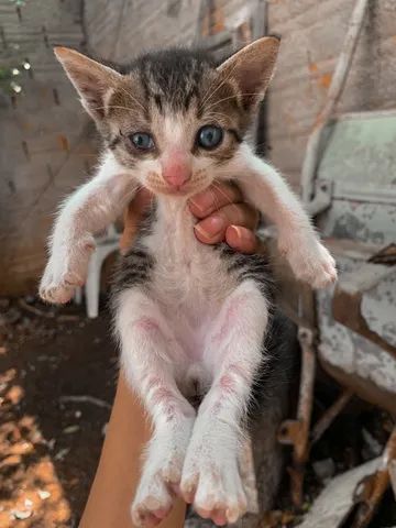 Doa-se filhotes de gatos - Gatos e acessórios - Jardim Myrian Moreira da  Costa, Campinas 1256925412