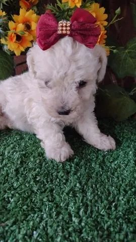 Poodle filhotes de 45 / 60 dias, a pronta entrega  filhotes 