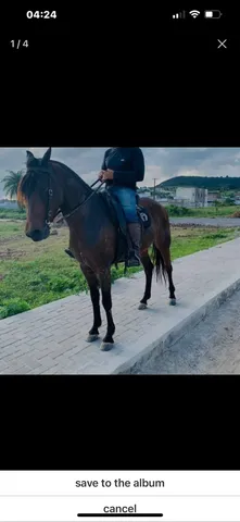 Cavalo Mangalarga Marchador