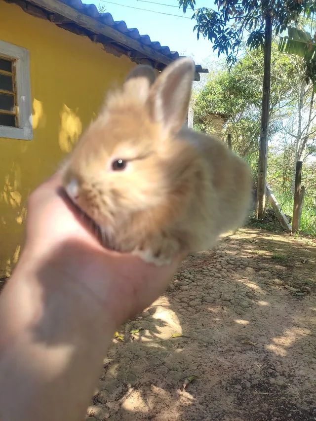 PÁSCOA - Mini Coelho com NOTA FISCAL - Foto 5