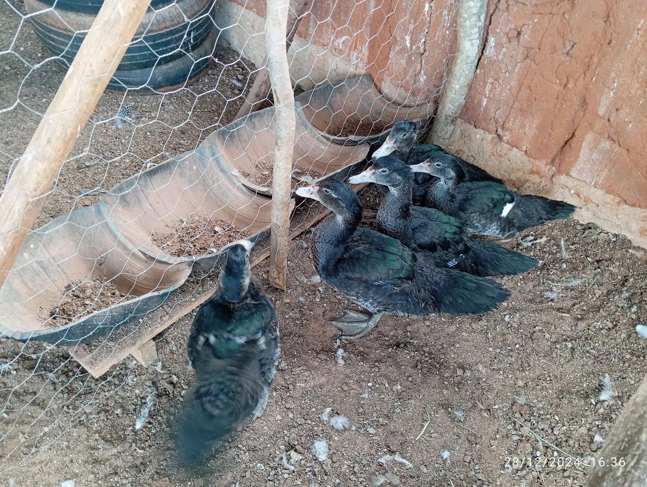 Patos Indios - Raros e Lindos - Foto 4