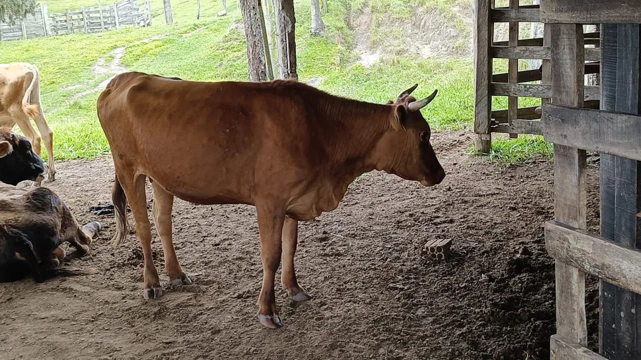 Vaca leiteira Jersey - Produtiva e dócil - Foto 2