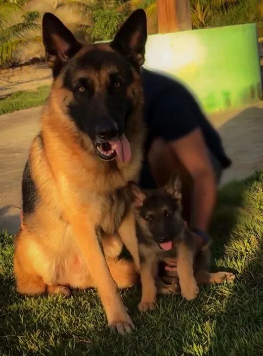 Filhotes de Pastor Alemão - Foto 2