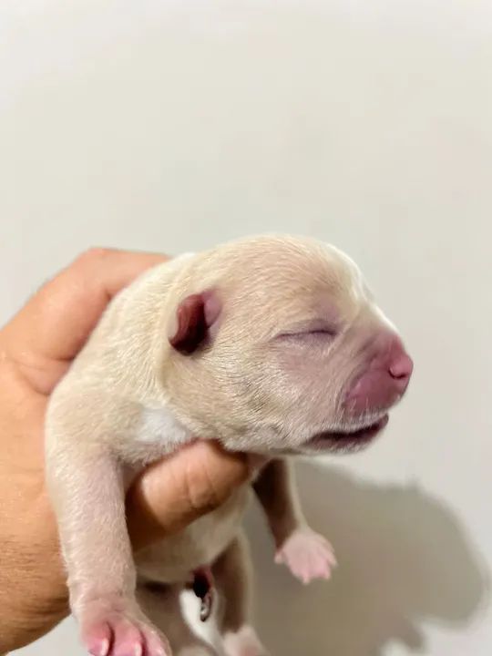 Américan bully  - Foto 5