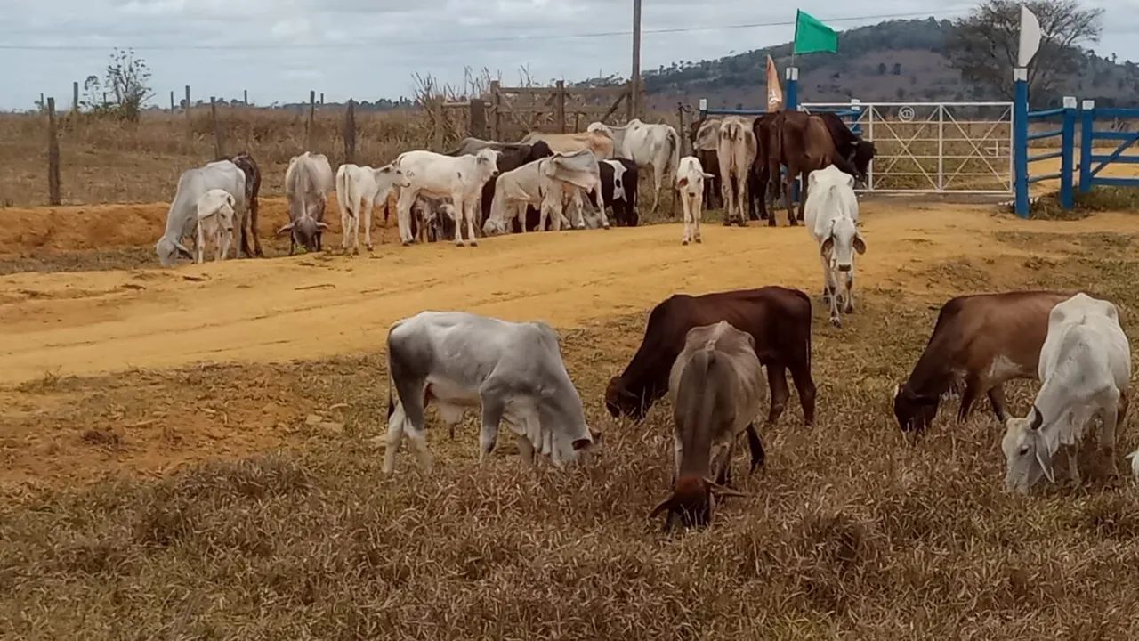 Vendo ou troco gado em escavadeira - Foto 5