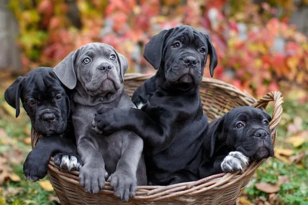 Cane Corso - Brasil