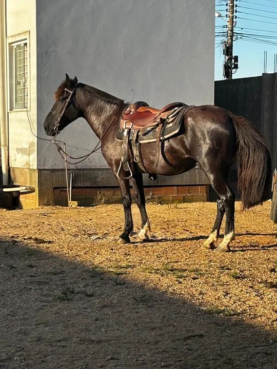 A venda cavalo crioulo - Foto 2