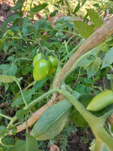 Lindo 1 hectare com piscina  - Foto 4