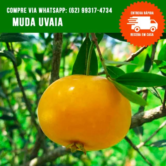 Mudas de Uvaia