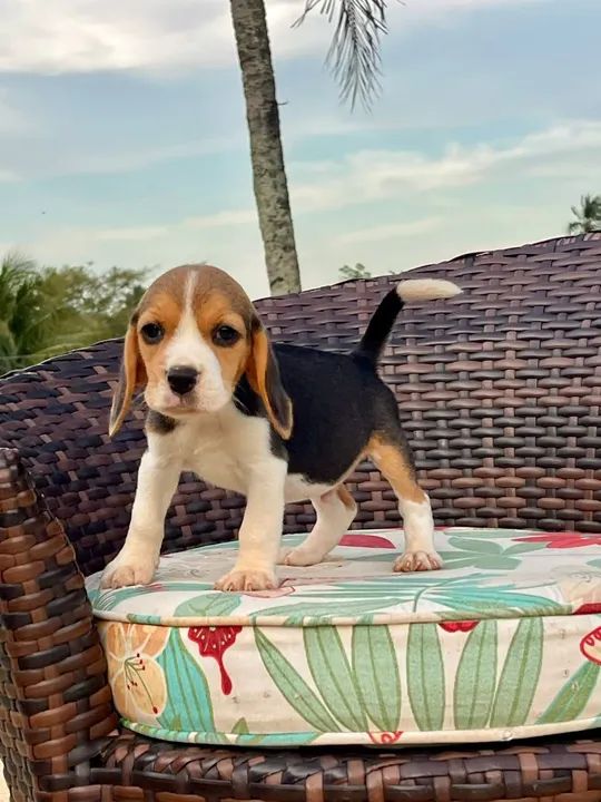 Filhote Beagle lindo mini 13 - Foto 5