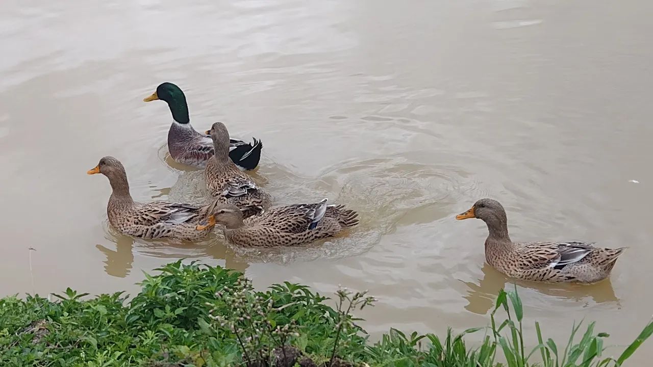 Marrecos Rouen, Galinhas Caipira e Angola  - Foto 2