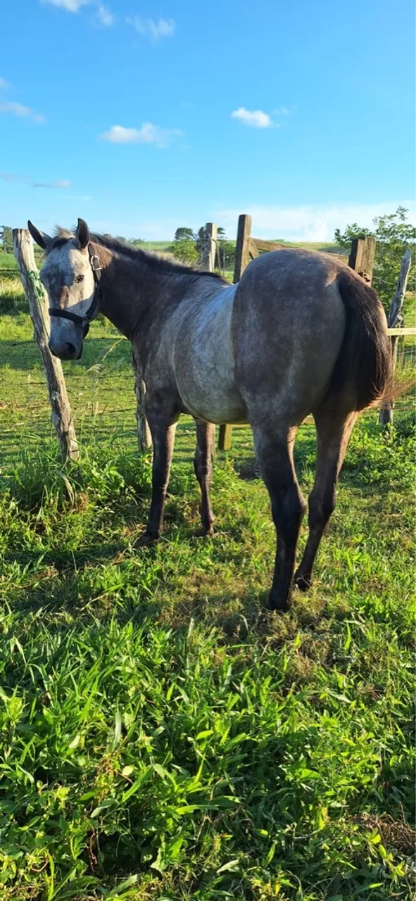 Cavalo