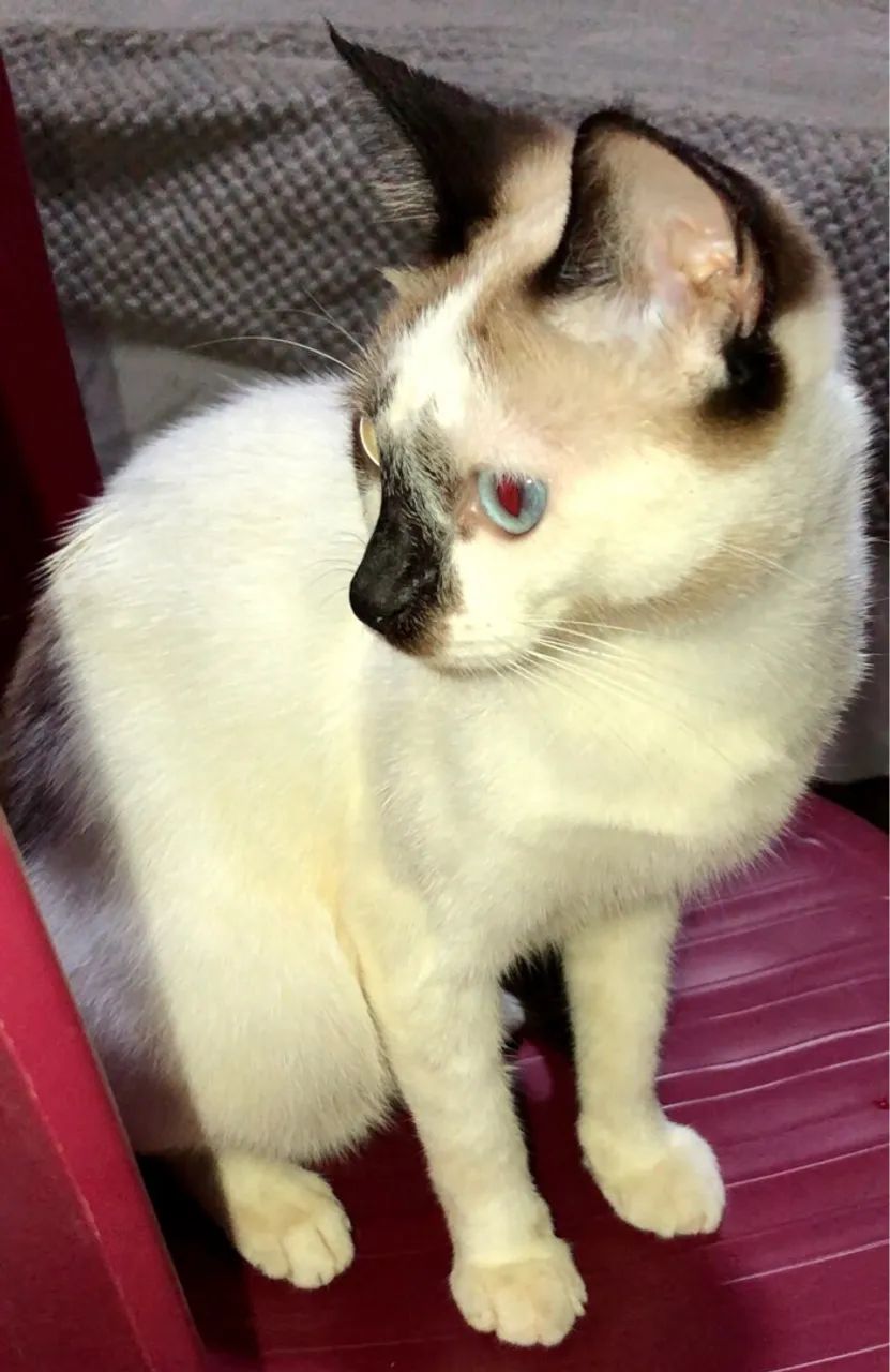 Siamês filhote 7 Meses (Adoção Responsável) Gata / Doação