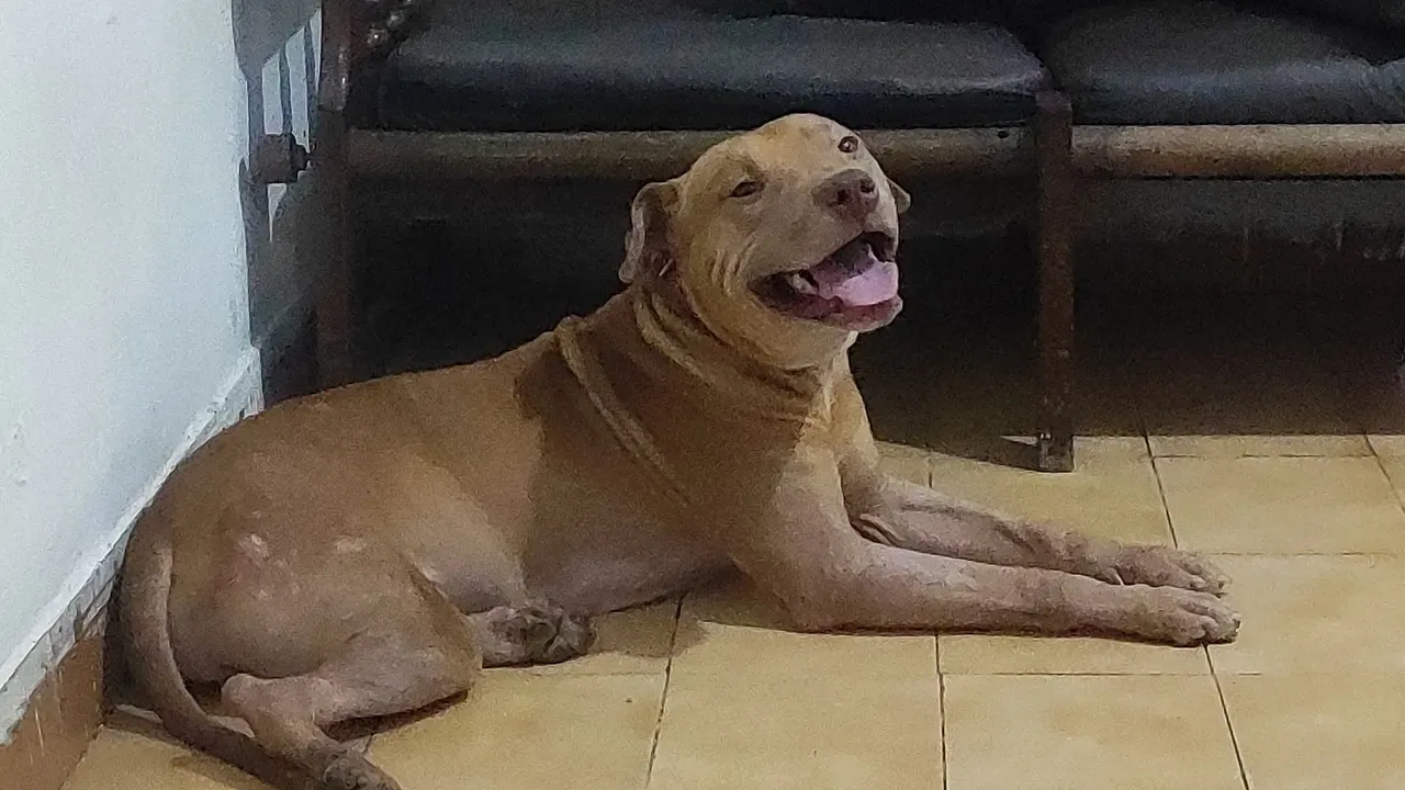 Pitbull Amigável para Adoção