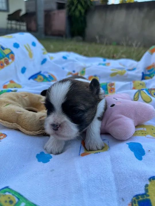 Shihtzu fêmea * - Foto 6