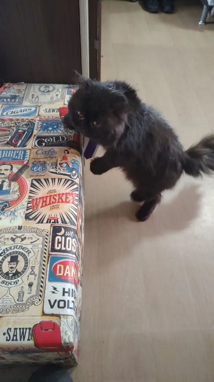 Gato persa  - Foto 6