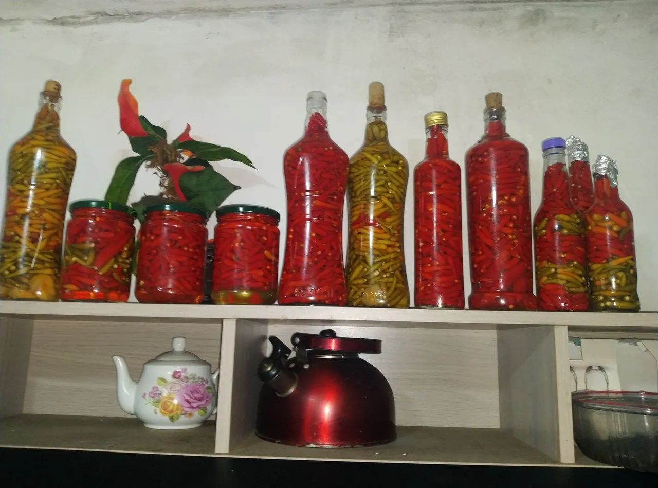 Pimentas malagueta 