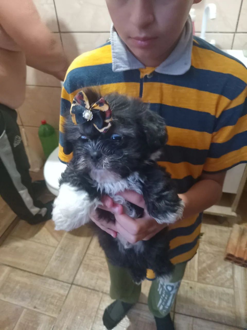 Shih Tzu Fofo para Adotar