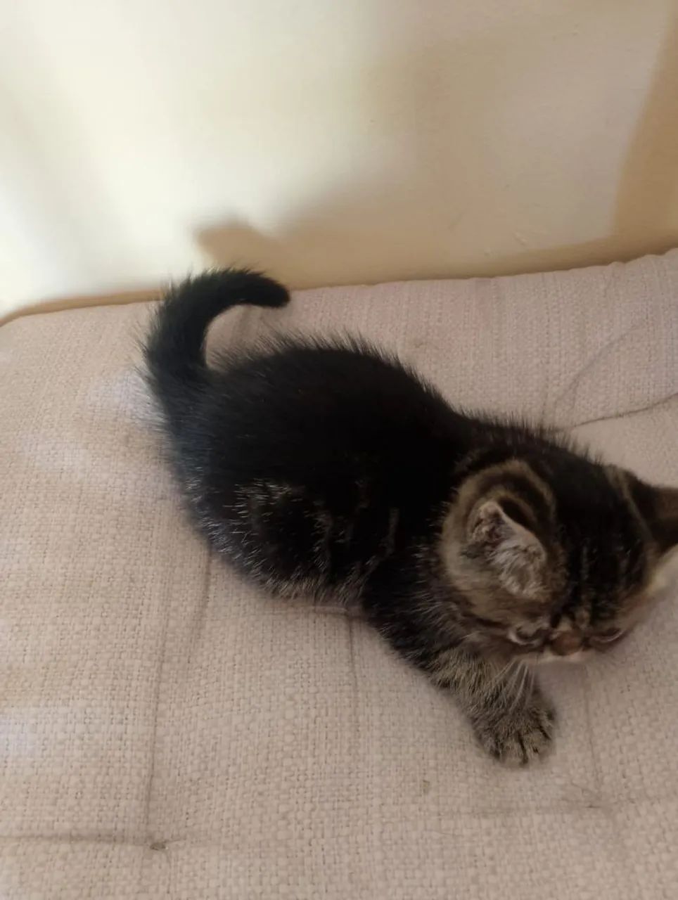 Raça Exótico pelo Curto - Machos - Foto 2