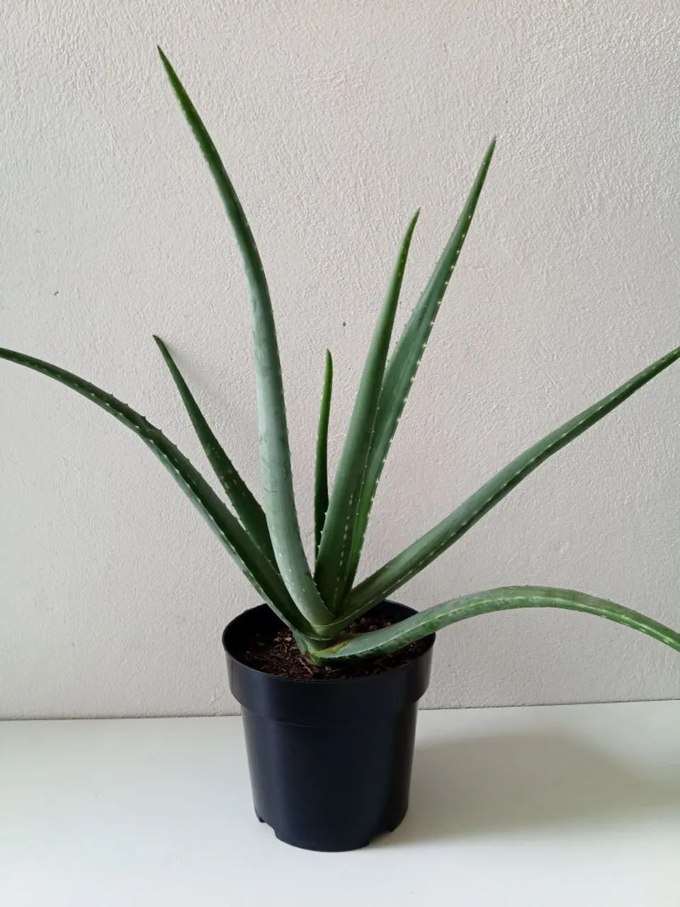 Aloe Vera - Muda de Planta