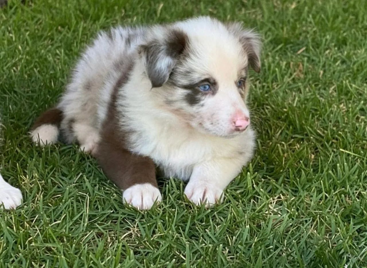 Filhote Border Collie fêmea e macho  - Foto 5