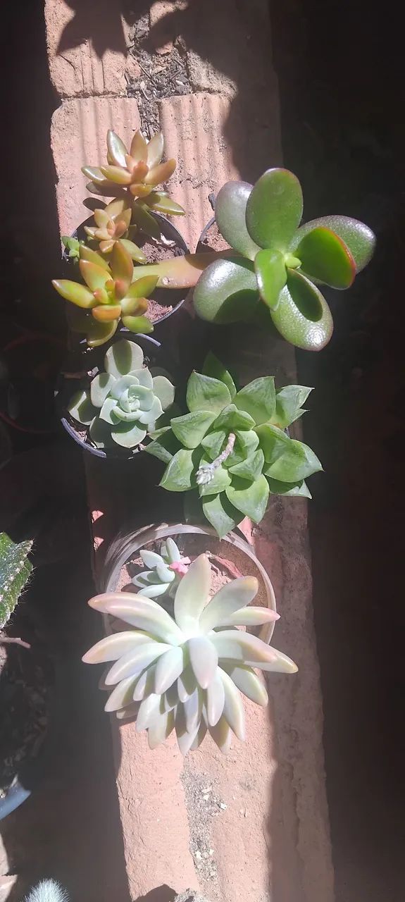 Suculentas  - Foto 5