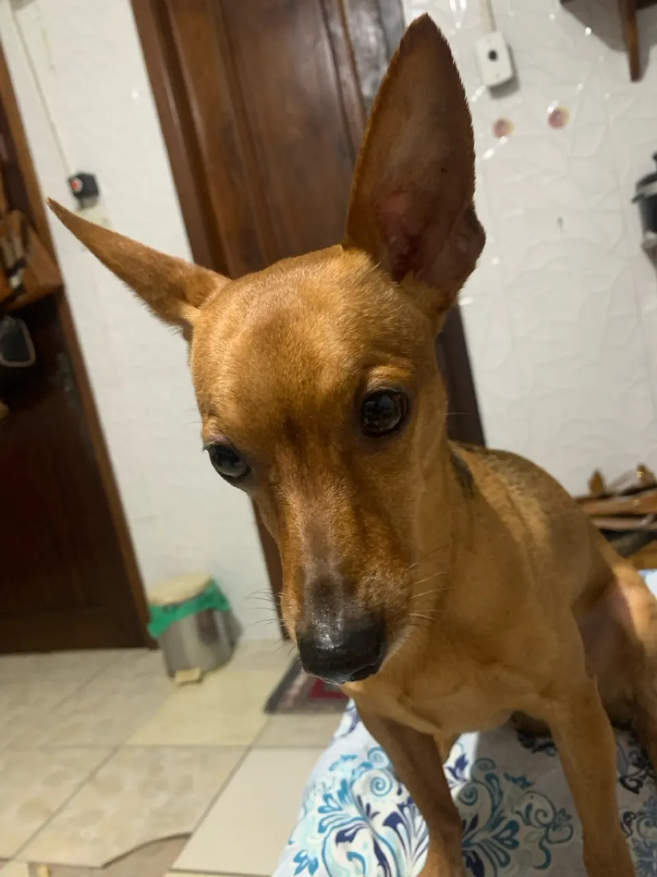 Filhote de Pinscher