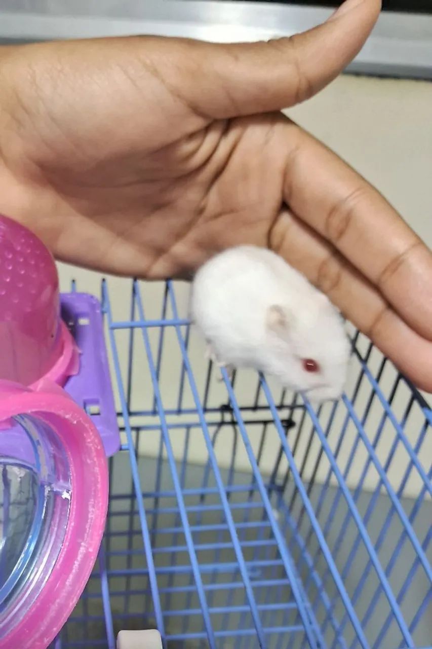 Hamster Anão Russo - Filhote - Foto 3