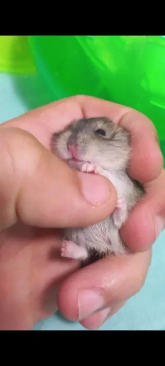 Filhote de hamster anão  - Foto 3