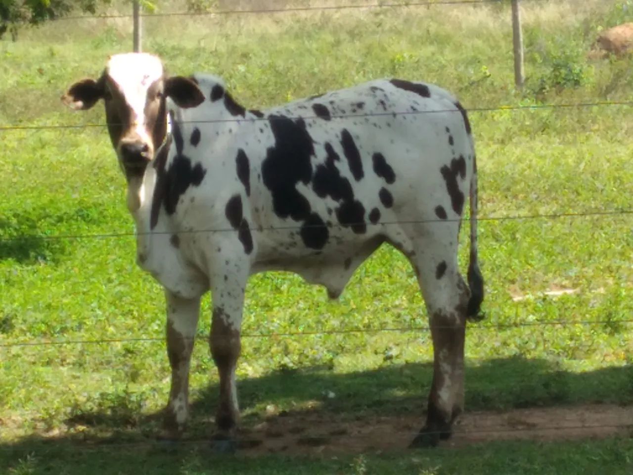 Bezerro Nelore Pintado de alta linhagem  - Foto 3