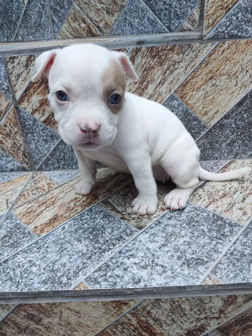 American bully - Foto 2