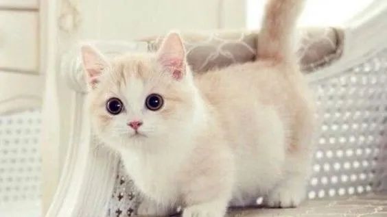 Munchkin Filhote Fofos na Cor Creme - Foto 2