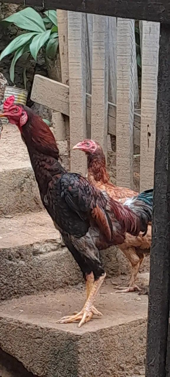 Vendo 2 galos  - Foto 3