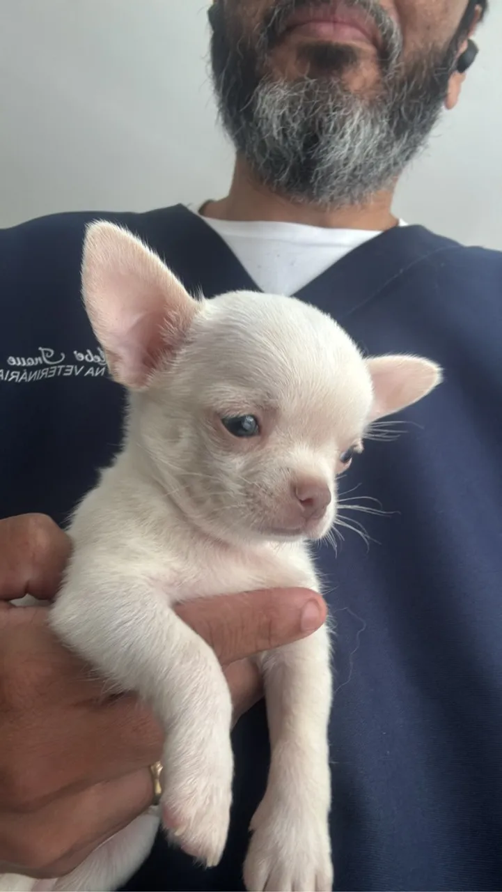 Filhote de Chihuahua