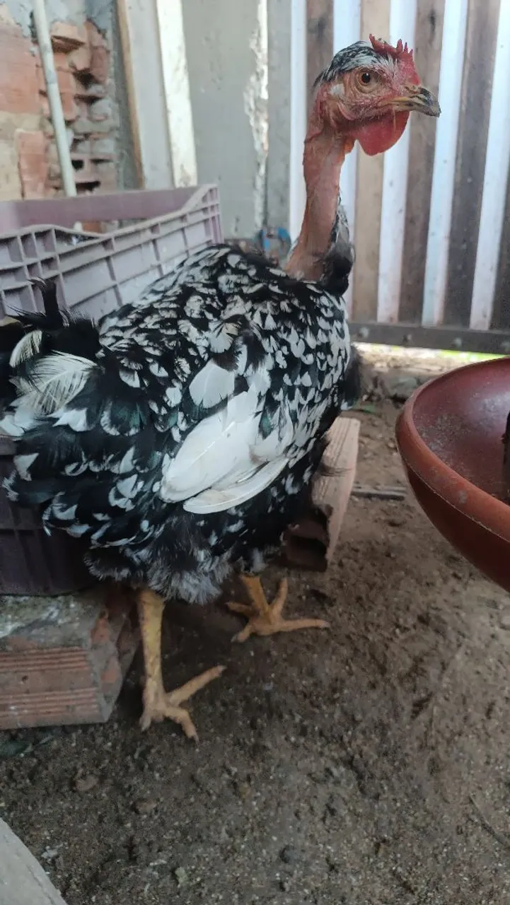 Galinhas de otimas genética para venda ou troca !