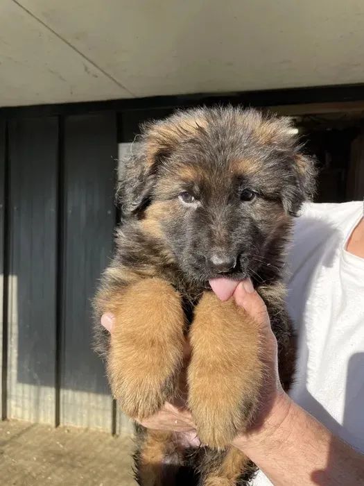 Pastor Alemão O Cão Perfeito para Quem Busca um Amigo Fiel!