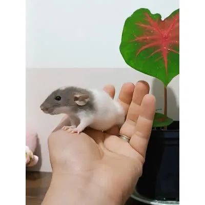 Rato Twister  - Foto 4