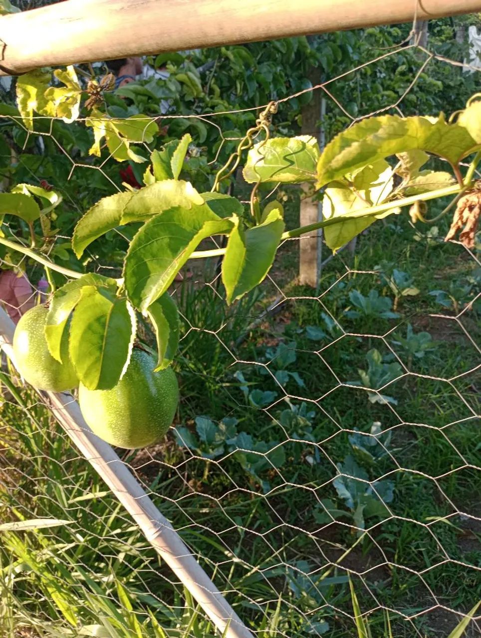 Sementes de maracujá para plantio ( alta produtividade) - Foto 6