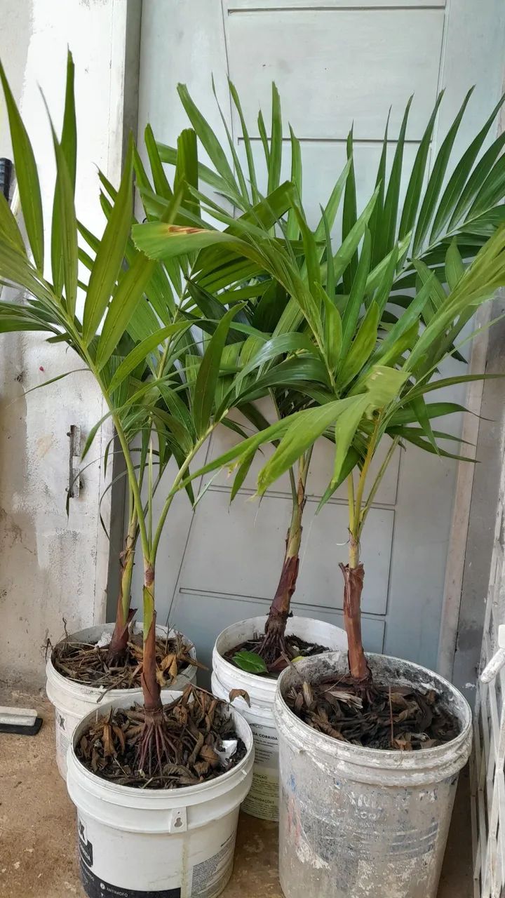 Palmeiras Veitchia  - Foto 2