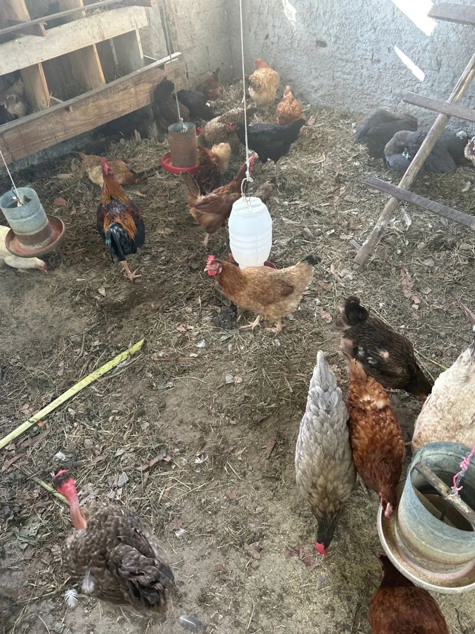 Casal de Gansos Adultos - 300,00