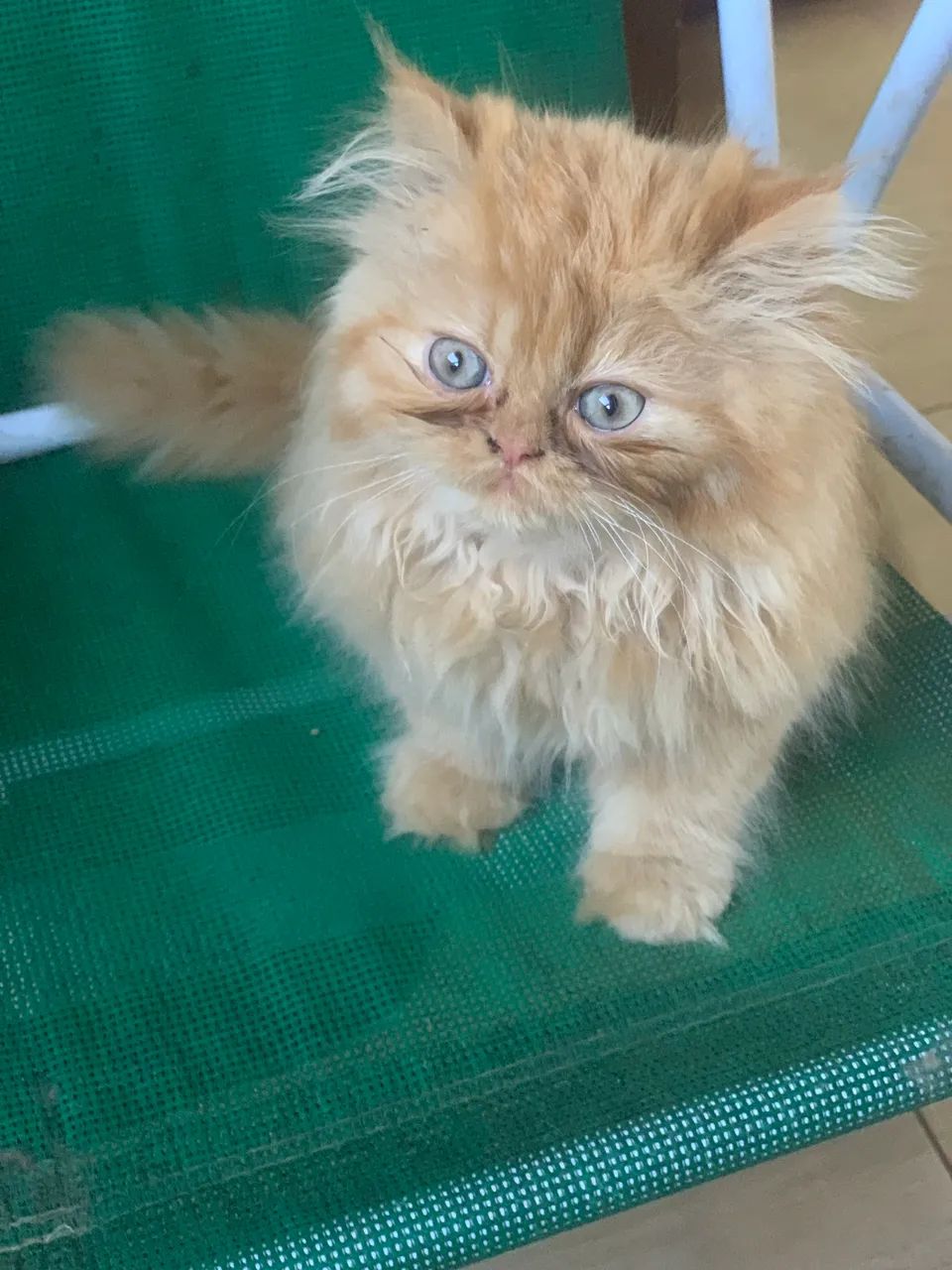 Gato Persa  - Foto 2