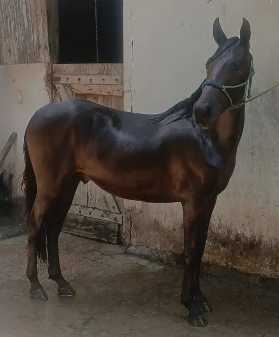 Potro Mangalarga Marchador - 2,7 meses - São Gonçalo Campos-BA - Foto 4