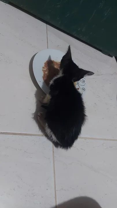 Filhote de gato Franjola para adoção urgente - Foto 2