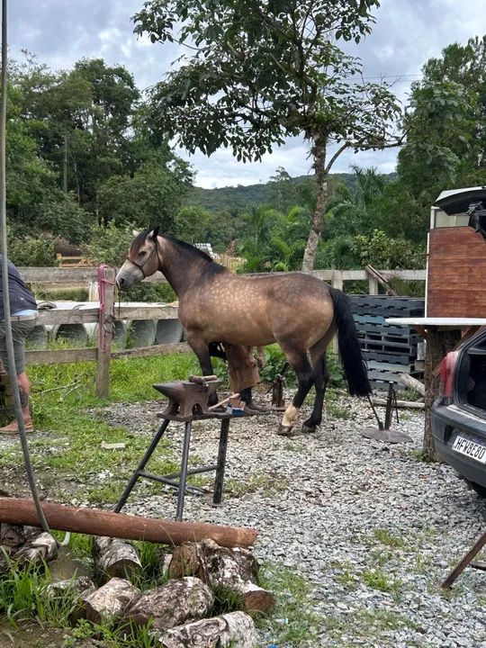 VENDE-SE CAVALO MAQUINA